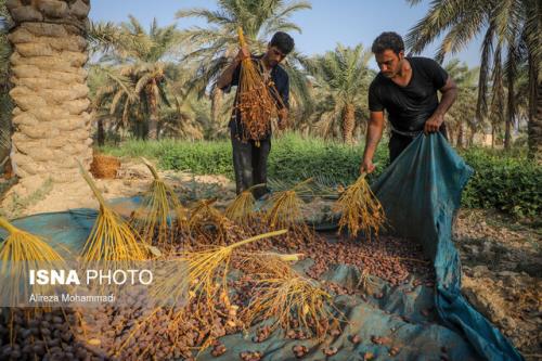 برداشت محصول خرما در خوزستان از نیمه دوم شهریور شروع می شود